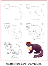 Cómo aprender a dibujar a la linda marten. Página educativa para niños. Creación paso a paso de ilustración animal. Hoja de cálculo imprimible para el libro de ejercicios escolares para niños. Educación en línea.