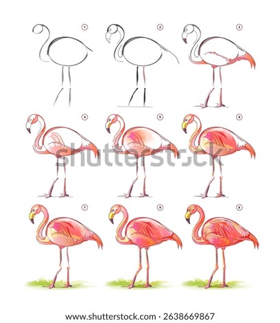How to learn to draw sketch of a beautiful red flamingo. Creation step by step watercolor painting. Educational page for artists. Textbook for developing artistic skills. Vector illustration.