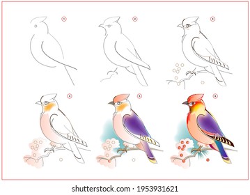 How to learn to draw sketch of waxwing bird. Creation step by step watercolor painting. Educational page for artists. Textbook for developing artistic skills. Online education.