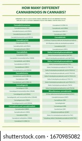 ¿Cuántos Canabinoides Diferentes en Cannabis ilustraciones infográficas verticales sobre el cannabis como medicina alternativa herbal y terapia química, salud y vector de ciencia médica.