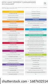 ¿Cuántos Canabinoides Diferentes en Cannabis ilustran la infografía comercial vertical sobre el cannabis como medicina alternativa herbal y terapia química, salud y vector de ciencia médica.
