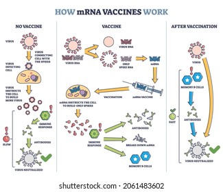 How mRNA vaccines work with compared principles and results outline diagram. Labeled educational scheme with medical and scientific explanation of immune response after vaccination vector illustration