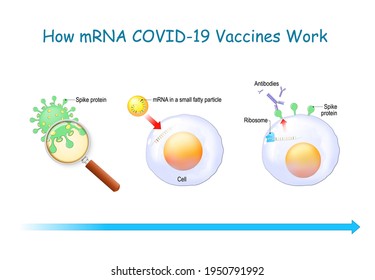 How mRNA Vaccines Work. COVID-19. pandemics caused development of the mRNA technology for new way to deliver a messenger RNA into a cell to produce antigens and antibodies for different disease.