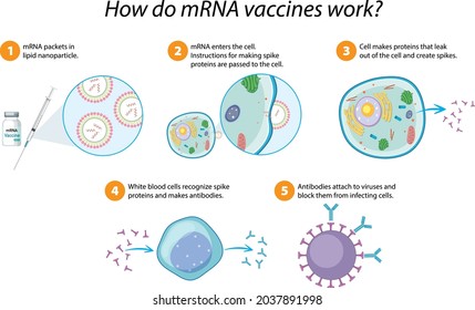 Abbildung der mRNA-Impfstoffe