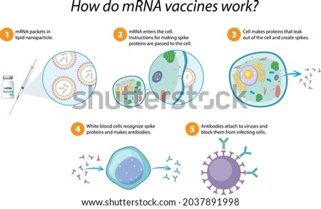 How mRNA vaccines work diagram illustration