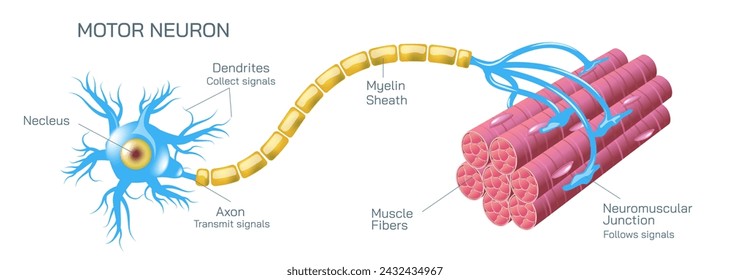 Wie wirkt Neurotransmitter? Der Prozess, den die Gehirnneuronen kommunizieren einander Anatomie Vektor Illustration. Aktionspotenziale und Synapsen, Bildung von Multipler Sklerose. In: Motor Neuron Communication.