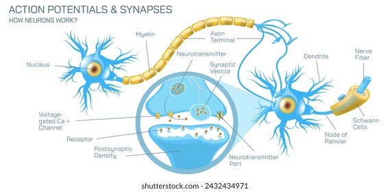 how neurotransmitter works? The process the brain neurons communicate each other anatomy vector illustration. Action potentials and synapses. multiple sclerosis formation. Motor neuron communication.