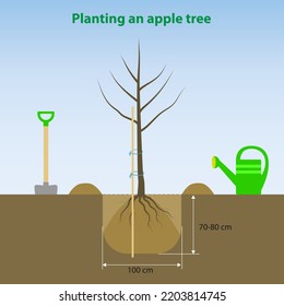 How to plant an apple tree. The scheme of planting a fruit tree in the garden.