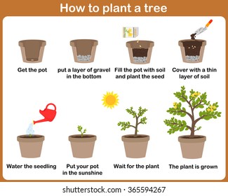 How to plant a tree. easy step by step for kids