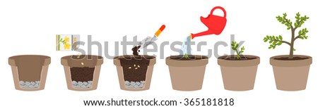 How Plant Tree Easy Step By Stock Vector (Royalty Free) 365181818 ...