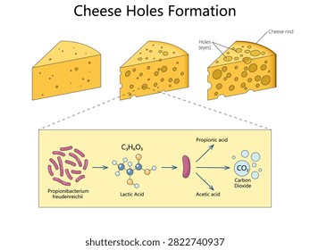 how Propionibacterium converts lactic acid into carbon dioxide, creating characteristic holes or eyes during cheese ripening diagram hand drawn schematic vector. Science educational illustration
