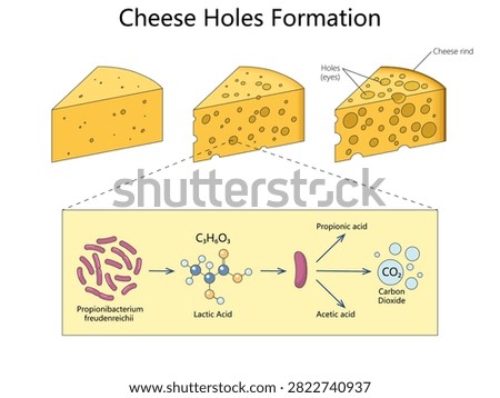 how Propionibacterium converts lactic acid into carbon dioxide, creating characteristic holes or eyes during cheese ripening diagram hand drawn schematic vector. Science educational illustration