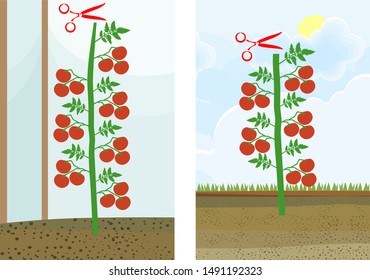 How Prune Indeterminate Tomatoes Plant Tomato Stock Vector (Royalty ...