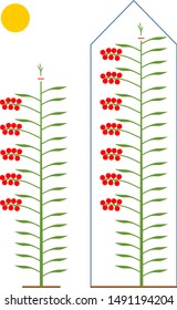 How to prune indeterminate tomatoes plant. Tomato pruning scheme