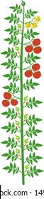 How to prune indeterminate tomatoes plant. Tomato pruning scheme