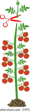 How to prune indeterminate tomatoes plant. Tomato pruning scheme