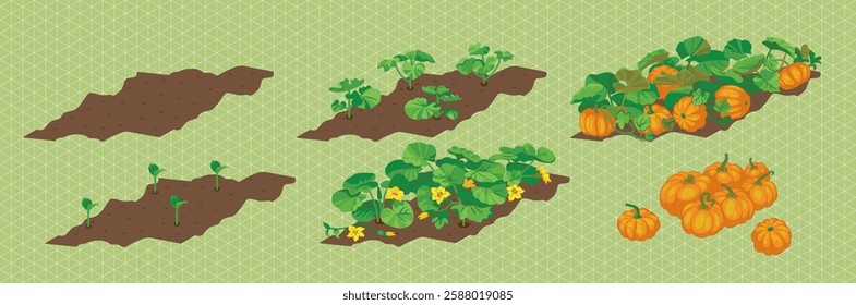 How a pumpkin grows. From sprout to fruit. Isometric image for your design