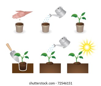 How to put plants. The instruction in pictures