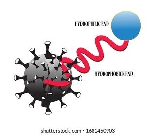 Wie Seifenmoleküle Coronavirus töten. Mechanismus zur Entfernung von Schmutz auf der Haut mit einem Tensid. Raumfüllmodell für Stearinsäure (Seife)-Molekül 