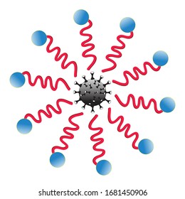Wie das Seifenmolekül das Coronavirus tötet. Mechanismus zur Entfernung von Schmutz auf der Haut mit einem Tensid. Raumfüllmodell für Stearinsäure (Seife)-Molekül 