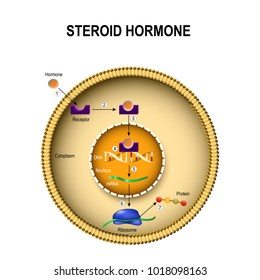  How Steroid Hormones Work. Interaction Of The Hormone With The Intracellular Receptor. Human Endocrine Signaling System