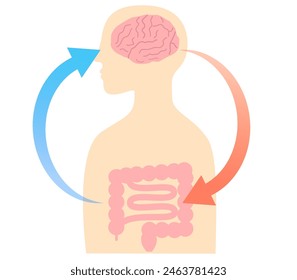 How stress causes stomach aches, and the relationship between the brain and the gut. Illustration of the gut-brain connection