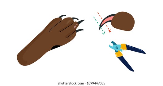 How to take care of dog`s feet instruction.Grooming salon or hygiene at home.Correct clipping of nails,claw and fur,paw massage.Pet shop.Happy dachshund.Vector vertical banner in flat style.Veterinary