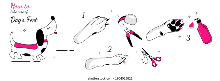How to take care of dog`s feet instruction.Vector glamour banner in doodle style.Grooming salon or hygiene at home.Correct clipping of nails and fur,paw massage.Pet shop.Healthy canine.Pink and black
