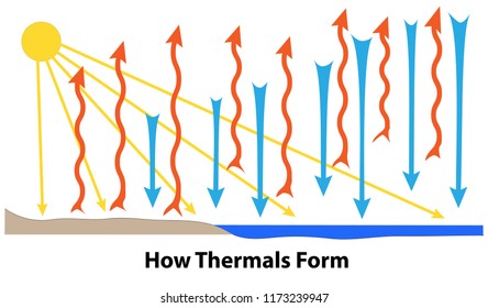 How thermals form over land and water. Sunlight heats the ground. Warm air rises and cool air sinks.