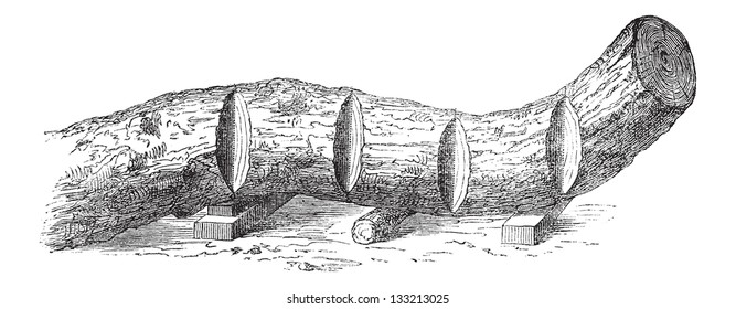 How a Tree is Made into Lumber - cutting a bent tree trunk into sections, vintage engraved illustration. Le Magasin Pittoresque - 1874