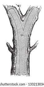 How a Tree is Made into Lumber - Fork section, vintage engraved illustration. Le Magasin Pittoresque - 1874