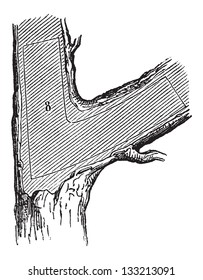 Wie ein Baum in Lumber - Nasturtium-Sektion, gravierte Vintage-Illustration. Le Magasin Pittoresque - 1874
