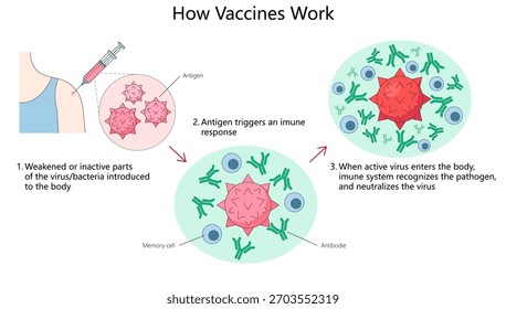 Cómo las vacunas introducen antígenos para desencadenar una respuesta inmunitaria y preparar al cuerpo para combatir las infecciones reales Diagrama Vector esquemático dibujado a mano. Ciencia ilustración educativa