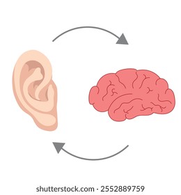 How we hear sounds Ear and brain Interaction