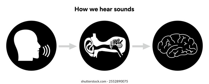 How we hear sounds Ear and brain Interaction