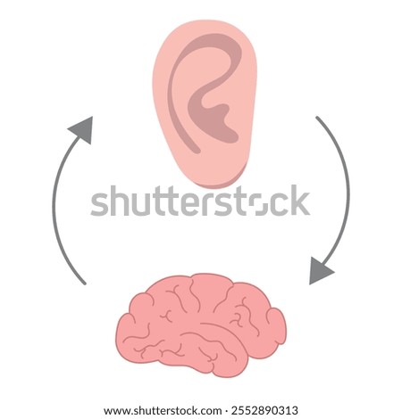 How we hear sounds Ear and brain Interaction
