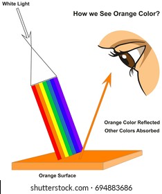 How we See Orange Color infographic diagram showing visible spectrum light on surface and colors reflected or absorbed according to its color for physics science education