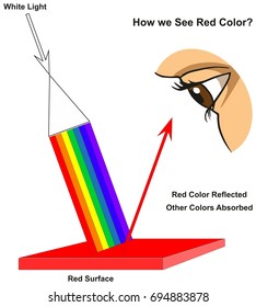 How We See Red Color Infographic Diagram Showing Visible Spectrum Light On Surface And Colors Reflected Or Absorbed According To Its Color For Physics Science Education