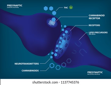 how and why your brain makes its own cannabinoidas,Endocannabinoid system and Phytocannabinoid diagram