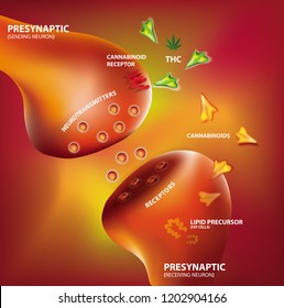 HOW AND WHY YOUR BRAIN MAKES ITS OWN CANNABINOIDS Endocannabinoid system