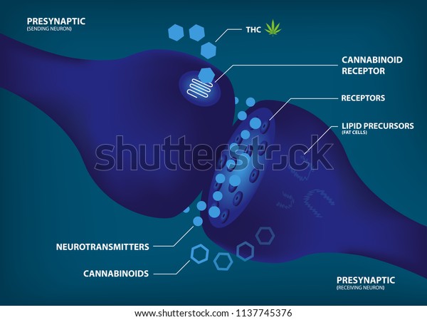 how and why your\
brain makes its own cannabinoidas,Endocannabinoid system and\
Phytocannabinoid diagram