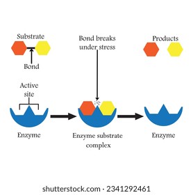 Enzimas que descomponen compuestos alimenticios en sus bloques básicos, para facilitar su absorción en el cuerpo, y los llamamos enzimas digestivas. Ilustración vectorial.