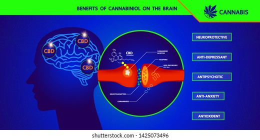How your brain makes its own cannabinoids and affects the human brain.