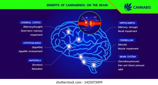 How your brain makes its own cannabinoids and affects the human brain.