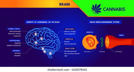 How your brain makes its own cannabinoids and affects the human brain.