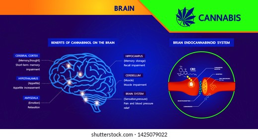 How your brain makes its own cannabinoids and affects the human brain.