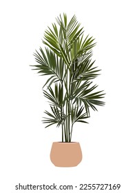 Howea forsteriana Indoor plant vector realistic illustration. Realistic potted house plant in hand made pot. Exotic palm isolated botanical design element for interior, landscape design.