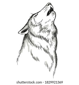 howling white wolf silhouette on white background