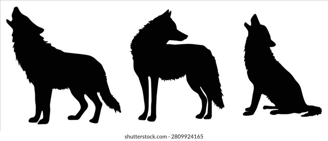 Howling wolf silhouettes set. Standing, howling, and sitting wild wolf black vector illustration.