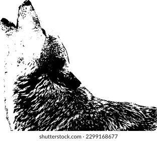 Howling wolf's high quality vector format photo.